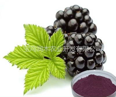 润木供应 黑莓果粉 黑莓粉