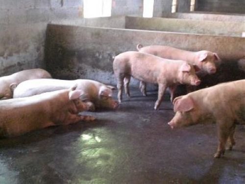 荆门养猪业价位 专业的商品猪供应商推荐
