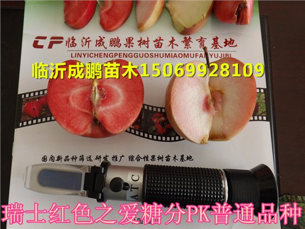 红肉苹果苗专业种植 成鹏红肉苹果苗基地 高端品质