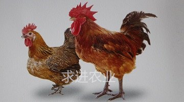 清脚麻鸡苗价格
