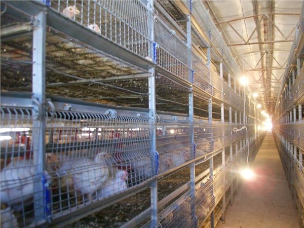 聊城东颖恒通供应高质量的肉鸡笼——质优价廉的肉鸡