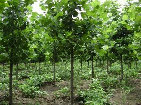 济南园林植物种植基地供应优质法桐价格优惠批发客户