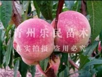 【源红一号桃苗|源红八号桃苗|源红十三号桃苗】价