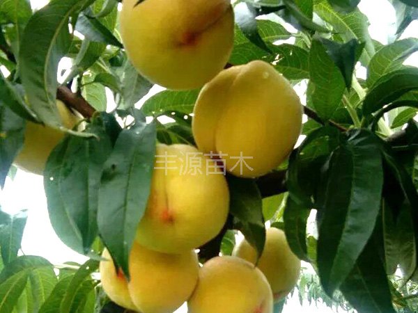 优良龙井桃苗直销|想要精品龙井桃苗就来丰源果树种