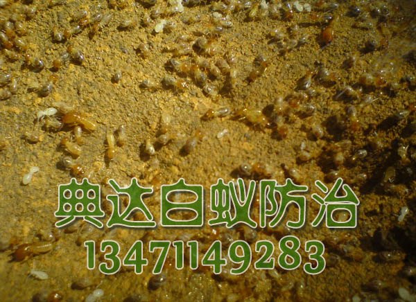 口碑好的灭白蚁典达白蚁防治公司提供：南宁灭白蚁公