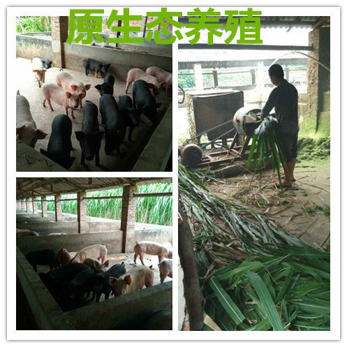 博德养殖划算的桂园香土猪出售，广西桂园香土猪