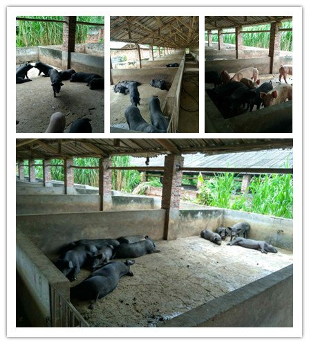 优惠的桂香园土猪：市场上低价桂香园土猪在哪里可以