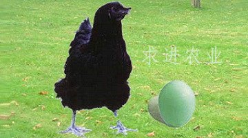 绿壳蛋鸡苗哪里有