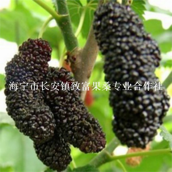 大十果桑shu苗