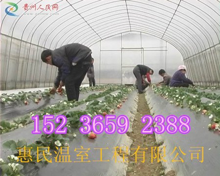 蔬菜太原温室大棚蔬菜大棚建设哪家比较好 草莓大棚