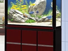 绵阳水族箱 小巧的生态水族箱在成都有售