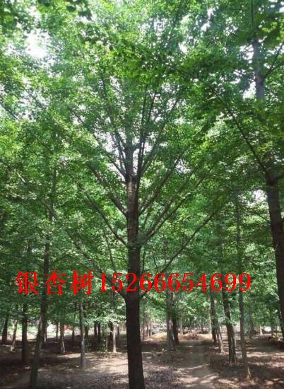 5公分银杏/5公分银杏报价