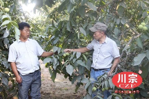 成都核桃苗供应 成都核桃苗品种