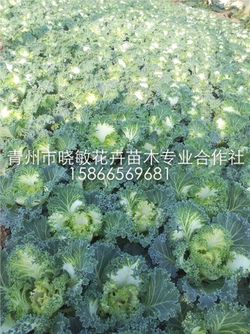 供应耐寒草花羽衣甘蓝批发基地 羽衣甘蓝价格