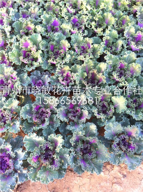 冬季草花羽衣甘蓝批发 羽衣甘蓝价格