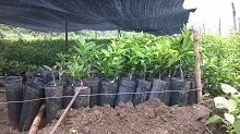 广西茂谷柑果苗价格｜广西茂谷柑果苗批发｜广西茂谷柑果苗供应