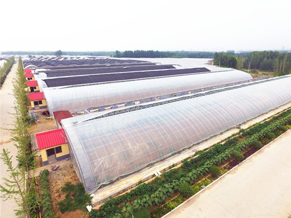 专业建设智能樱桃温室哪家好找金威温室材料有限公司