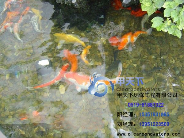 酒店室外鱼池水专业处理！常年清澈见底