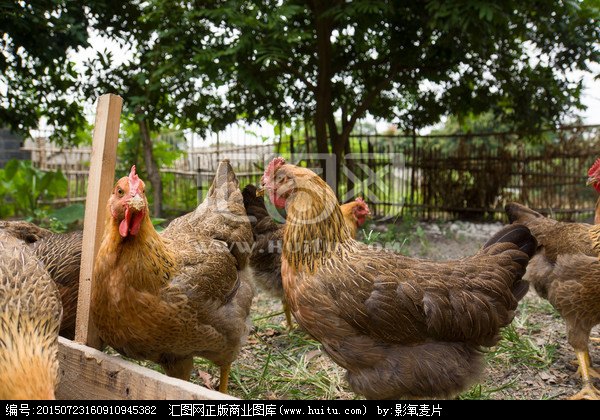 宁夏鸡苗价格