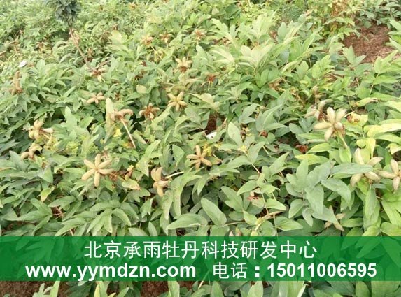 油用牡丹凤丹种子特供中心 
