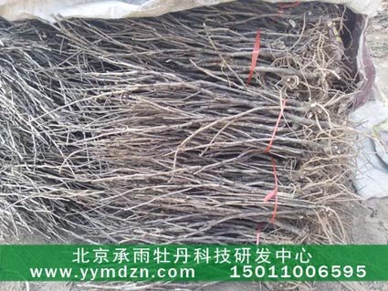 承雨凤丹种子种苗最新价