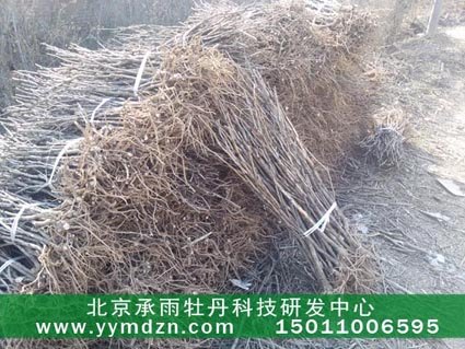 预定凤丹种苗那家基地好