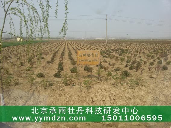 寻凤丹种植合作社 