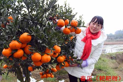 春见柑橘苗供应/良种柑橘苗供应