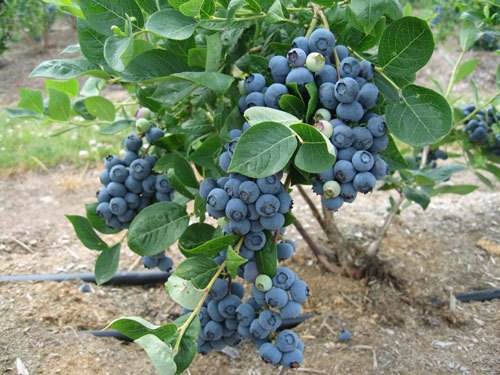 信誉好的济宁蓝莓种植基地[推荐]，黑莓价格