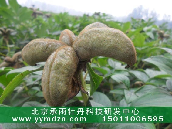种植油用凤丹牡丹种选种方法