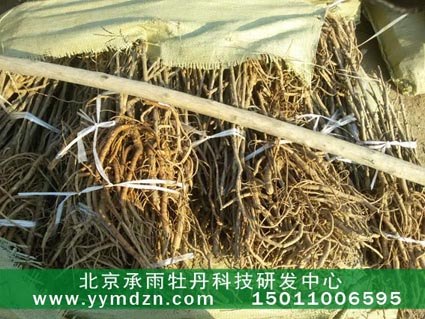 大量供应油用凤丹牡丹种子种苗