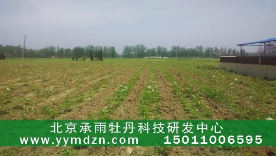 1年生油用凤丹牡丹种苗种植合作