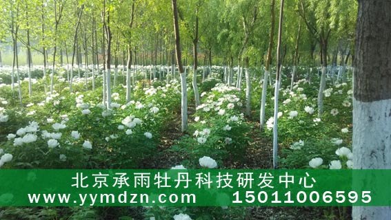 1年油用凤丹牡丹苗厂家批发 