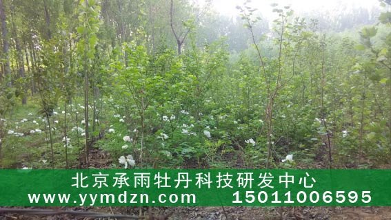 一年生油用凤丹牡丹种苗多少钱一株