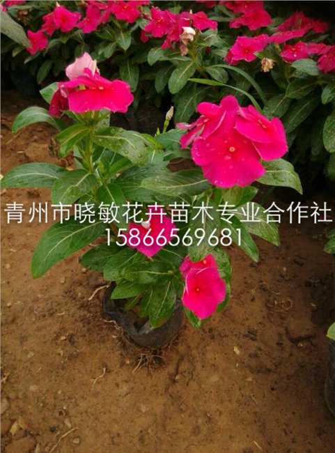 绿化草花种植基地 草花批发