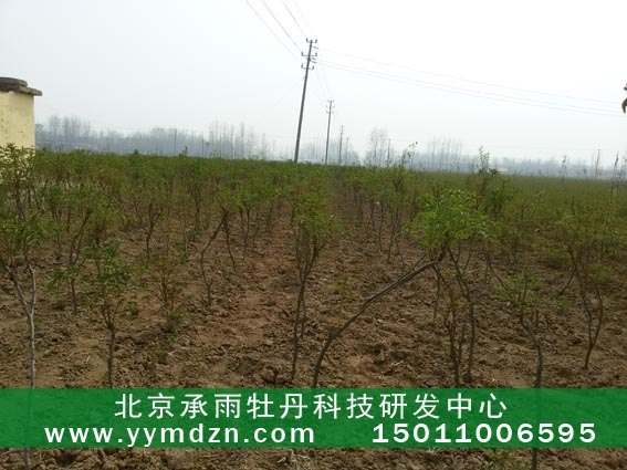 大量供应油用凤丹牡丹种子种苗