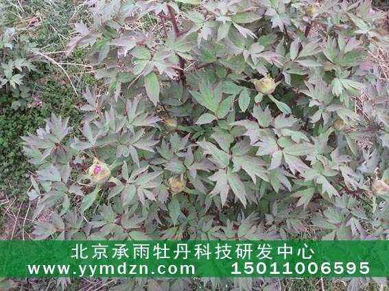 油用凤丹牡丹种子种苗批发基地