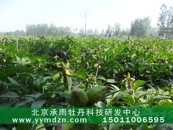 承雨牡丹优质油用凤丹牡丹种子种苗