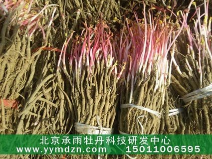 高产出油用凤丹牡丹种苗价格