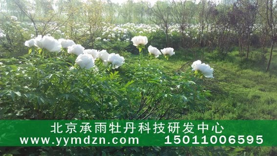 油用凤丹牡丹种苗林下种植好处多