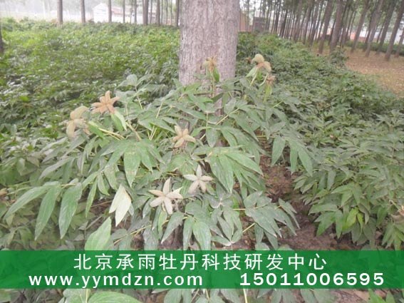 承雨油用凤丹牡丹种苗种植火热加盟中