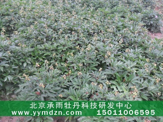 种植承雨油用凤丹牡丹种苗签合同