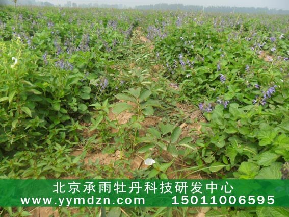 种植承雨油用凤丹牡丹种苗包回收
