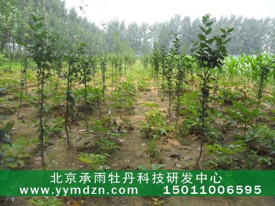 加盟承雨油用凤丹牡丹苗子种植