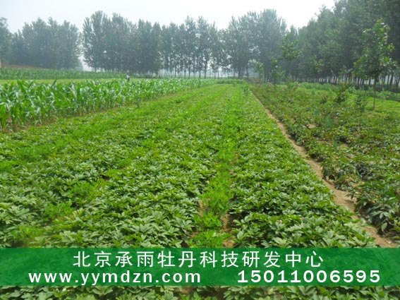 种植几年生油用凤丹牡丹苗子最好