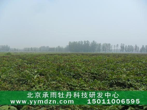 高品质油用凤丹牡丹苗子多少钱一株