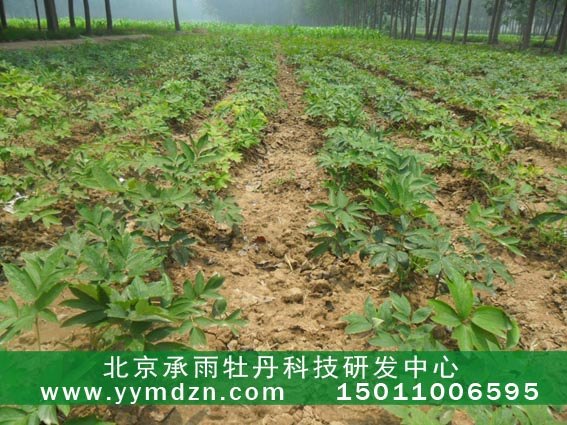 大量供应油用凤丹牡丹苗子
