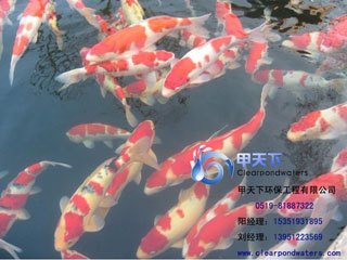 常州市别墅景观鱼池水过滤系统