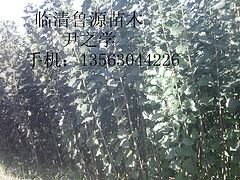 临清尚源树苗---速长树苗批发、速长树苗养殖基地