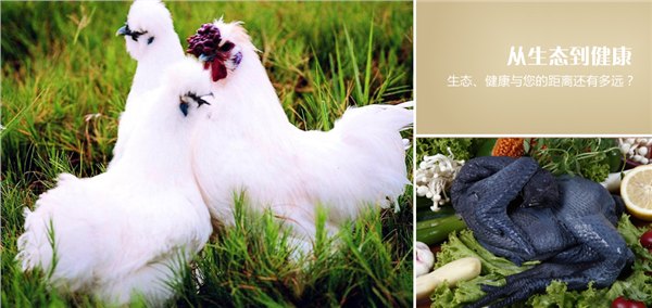 白凤乌鸡苗厂家